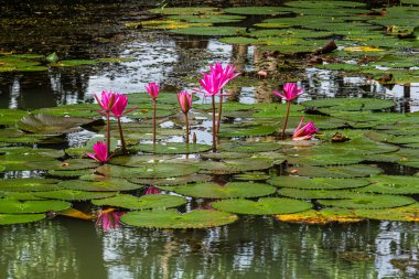 Nilüfer yaprağının etrafındaki suyun üzerinde duran pembe nilüfer çiçekleri.