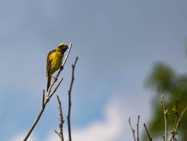 Doğanın arka planında kuşun (Asya altın dokumacı) görüntüsü