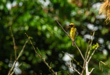 Doğanın arka planında kuşun (Asya altın dokumacı) görüntüsü
