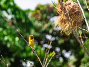 Doğanın arka planında kuşun (Asya altın dokumacı) görüntüsü
