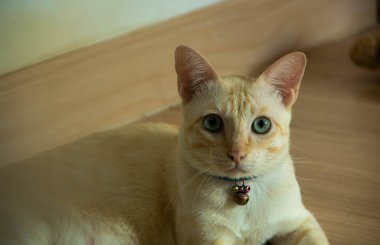 Güzel, yerli bir kedinin portresi.