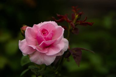 Bahçedeki pembe gül, yakın plan.