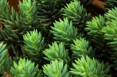 En tepedeki kaktüs dikenlerine yakın çekim