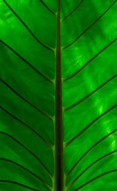 Yeşil yaprak yaklaş. Bitki dokusu. Yeşil toprak kavramı.