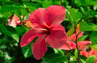 Yeşil arka planda kırmızı amber çiçeği. Tropikal bahçede.