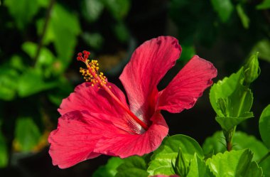 Yeşil arka planda kırmızı amber çiçeği. Tropikal bahçede.
