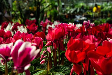 güzel renkli çiçekler çiçek pazarı içinde