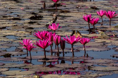 Gölde açan pembe nilüfer çiçekleri.