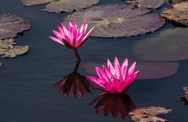 Gölde açan pembe nilüfer çiçekleri.