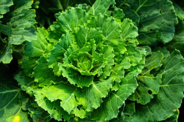 Genç yeşil lahana manzarası