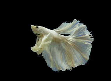 Siyah arka planda savaşan beyaz balıklar