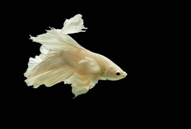 Siyah arka planda savaşan beyaz balıklar