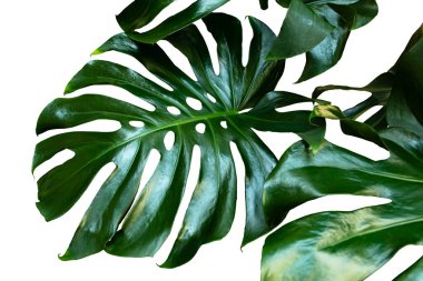 Monstera philodendron bitkinin yeşil yaprakları