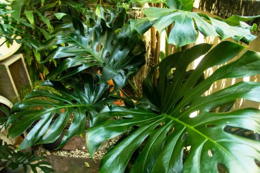 Monstera philodendron bitkinin yeşil yaprakları