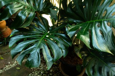 Vahşi doğada yetişen Monstera fildişi bitkisinin yeşil yaprakları, tropikal orman bitkisi