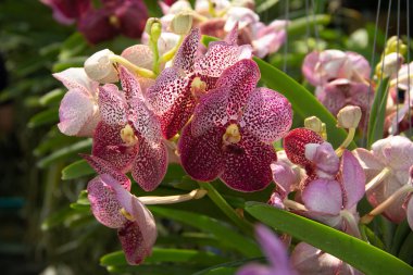 Taze mor orkideler ağaç yaprakları üzerinde çiçekler soğuk kış günü. 