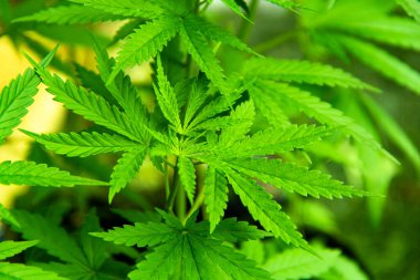 Genç Yeşil Yaprak Esrarı Indica Bitkisi Marihuana