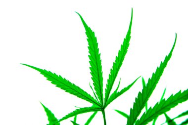 Genç Yeşil Yaprak Esrarı Indica Bitkisi Marihuana