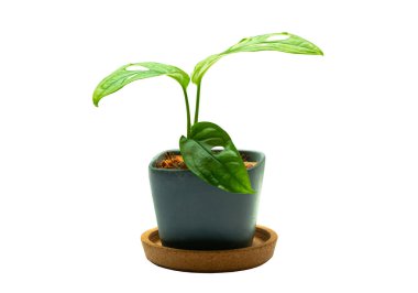 Canavar yaprakları, beyaz arka planda izole tropikal yapraklar.