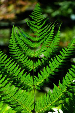 tropik yeşil eğreltiotu yaprağı arka planı