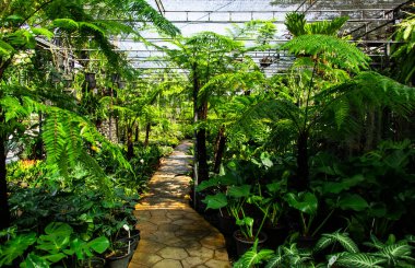 Bereketli tropikal bahçelerde kıvrılan taştan yollar.