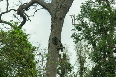 hornbill bird sculpture on big tree in khaoyai national park clipart