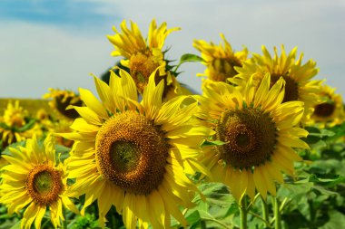 Ayçiçeği ve bulutlu gökyüzü güzel alan