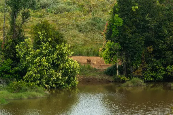 havlayan geyik Khao Yai Milli Parkı'nda