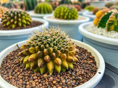 Çiçek saksısında kaktüs var. Arka plan ve doku için güneş ışığı var..