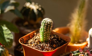 Evini kapat, şirin kaktüs küçük saksı bahçesi. Güzel süsleme.