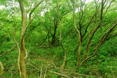 mangrov ağaçlarının sular altında orman