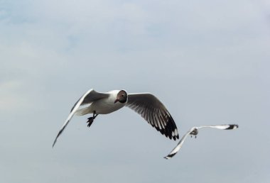 seagull flying high on the wind. flying gull. Seagull flying