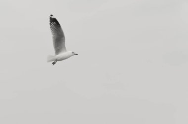 seagull flying high on the wind. flying gull. Seagull flying