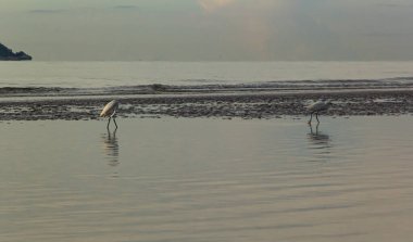 Karlı Akbalıkçıllar sahilde sığ sulardaki balıklara bakıyorlar.