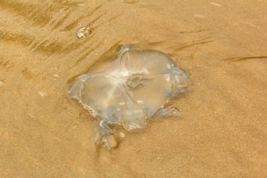 Tropik sahilleri, Tayland sahilde ölü denizanası olduğunu.