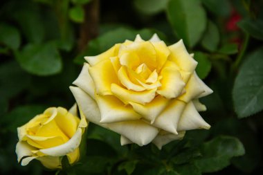 Bahçede açan güzel sarı gül, arka planda güneş ışığı....