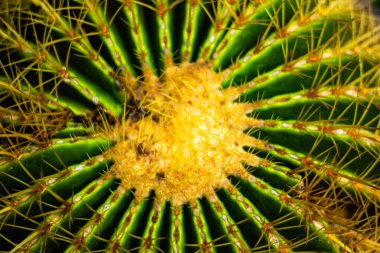 Echinocactus Grusonii Kaktüsü, Tayland