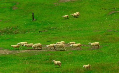 Küçük bir koyun sürüsü çimlerin üzerinde duruyor.