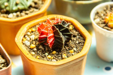 Bahçedeki kaktüsün güzel görüntüsü.