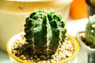 Bahçedeki kaktüsün güzel görüntüsü.