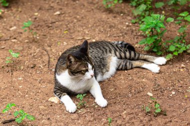 Taylandlı kısa saçlı kedi, şirin desenli. oynak sevimli kedi