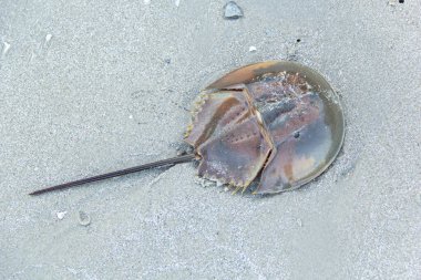 at nalı yengeci kabuk bir sahile vurmuş