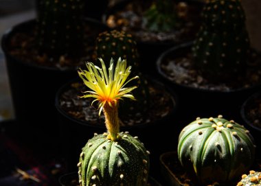 Çiçek pazarında saksıda kaktüs var.