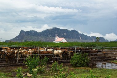 Tarladaki ineklerin çiftliği dağ altındadır.