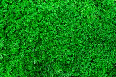 Yaprak yeşil doku veya yaprak doku arka plan