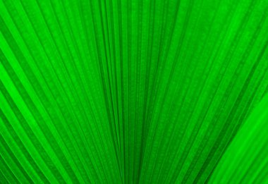 Palmiye yaprağı tropikal bitki, soyut yeşil doku arkaplanı