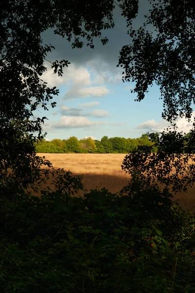 Paisagem Com Campo Com Céu Nublado Dia Ensolarado Verão — Fotografia de Stock
