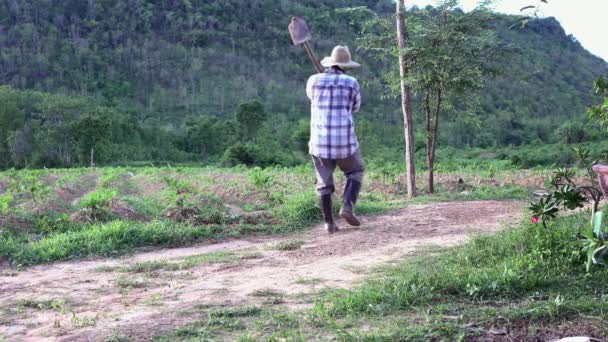 Homem Agricultor Adulto Olhando Para Campo Arroz Agricultor Velho Agricultor — Vídeo de Stock