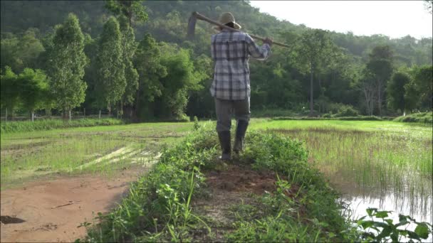 Yetişkin Çiftçi Pirinç Tarlası Çiftçisine Bakıyor Yaşlı Kırsal Çiftçi Tek — Stok video