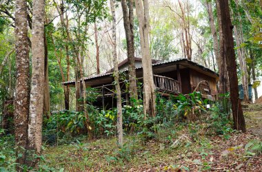  Ormanın ortasında eski ahşap bir ev.                              